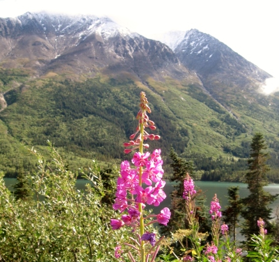 Fireweed blooming on a summit drive into the Yukon in mid-July